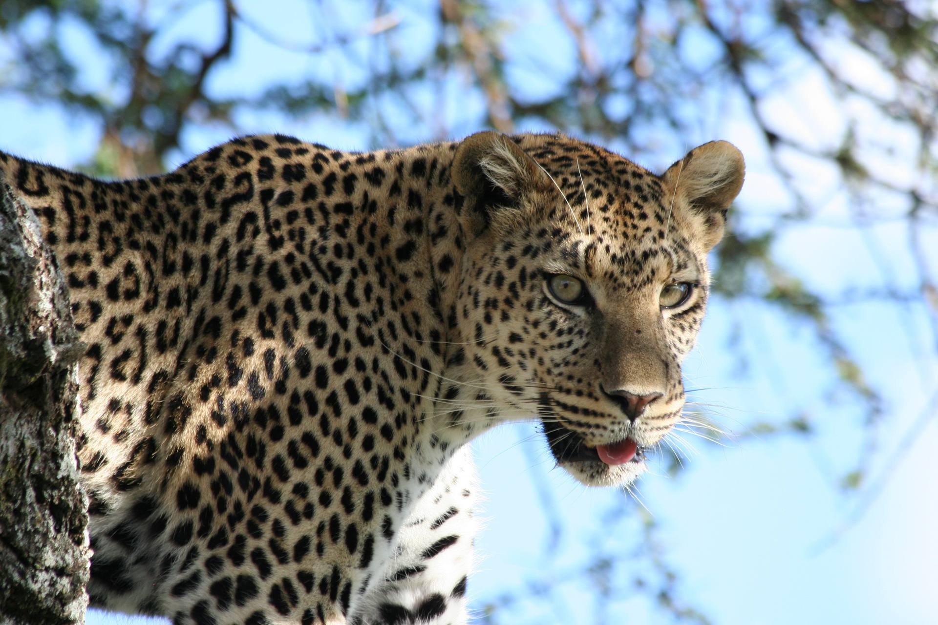 Leopard on a Serengeti game drive